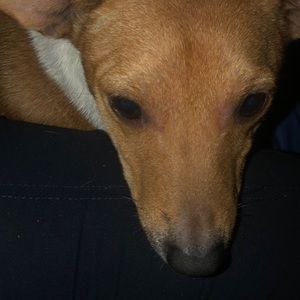 PLEASE SHARE Taking offers to get Holly to vet 😇